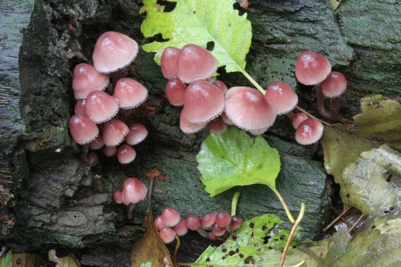 Mycena rosa (ma non rosea)